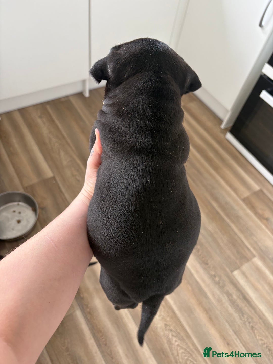 Mixed Breed dogs for sale: Staffie x puppies  - Advert 6