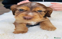 Cocker Spaniel dogs for sale: Gorgeous show type cocker spaniels - Image 2