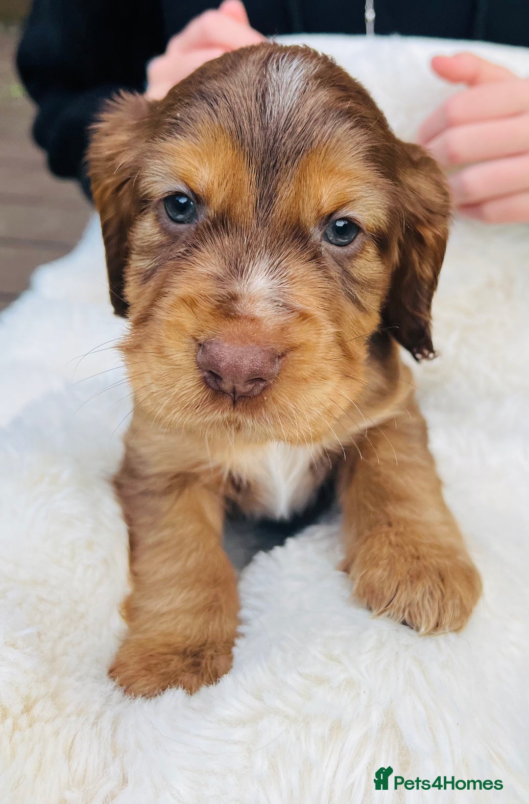 Cocker Spaniel dogs for sale: Gorgeous show type cocker spaniels - Image 2