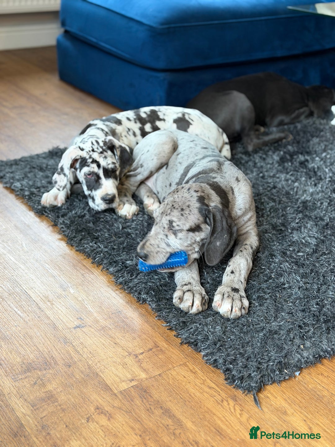 Great Dane dogs for sale: “””””REDUCED””””kc registered Great Danes  - Advert 4