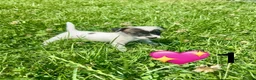 Jack Russell dogs for sale: Beautiful Jack Russell Pups Ready for Forever Home - Advert 30