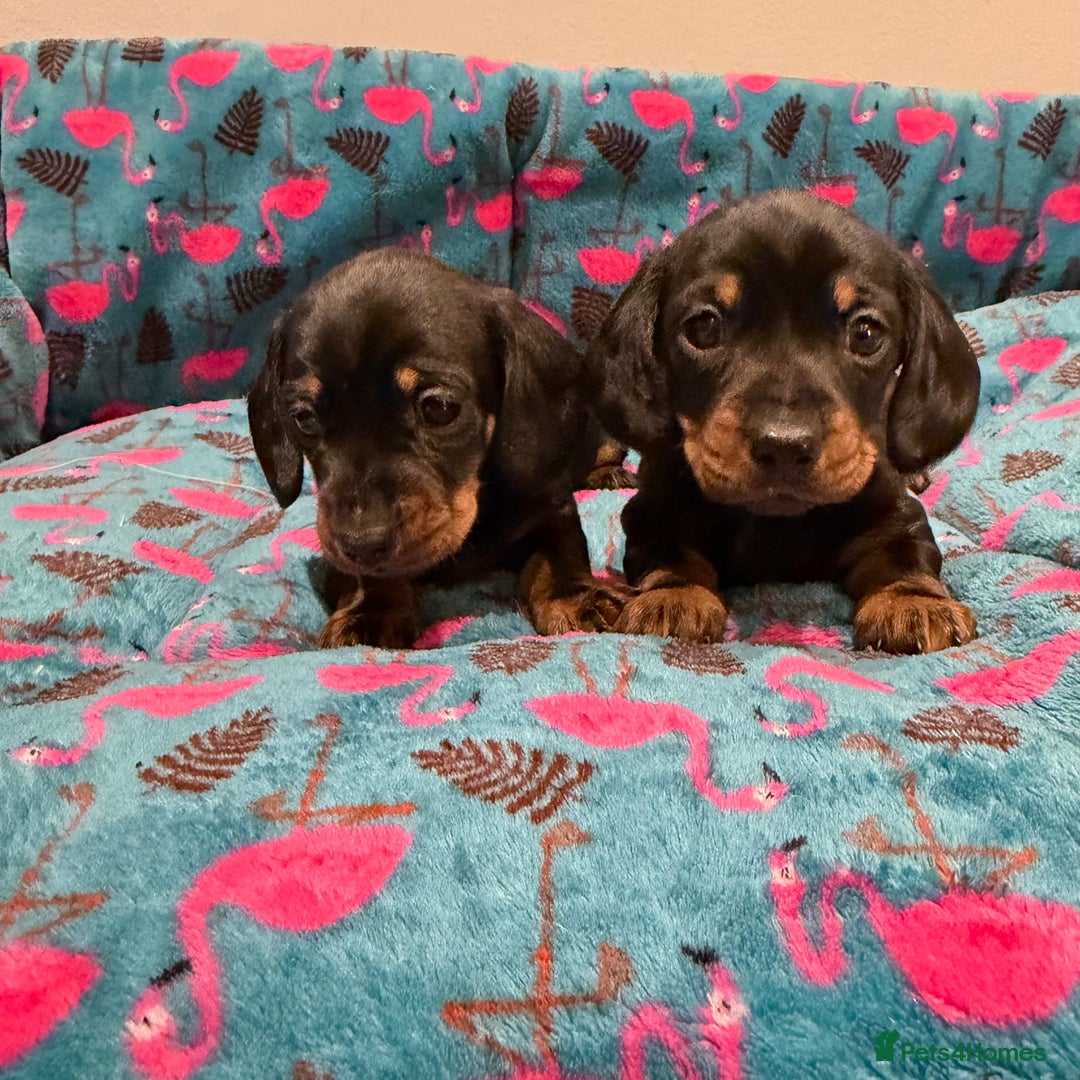 Miniature Dachshund dogs for sale: Stunning puppies,kc reg and pra clear - Advert 9