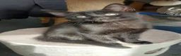 British Shorthair cats for sale: Fluffy black kittens  - Advert 2