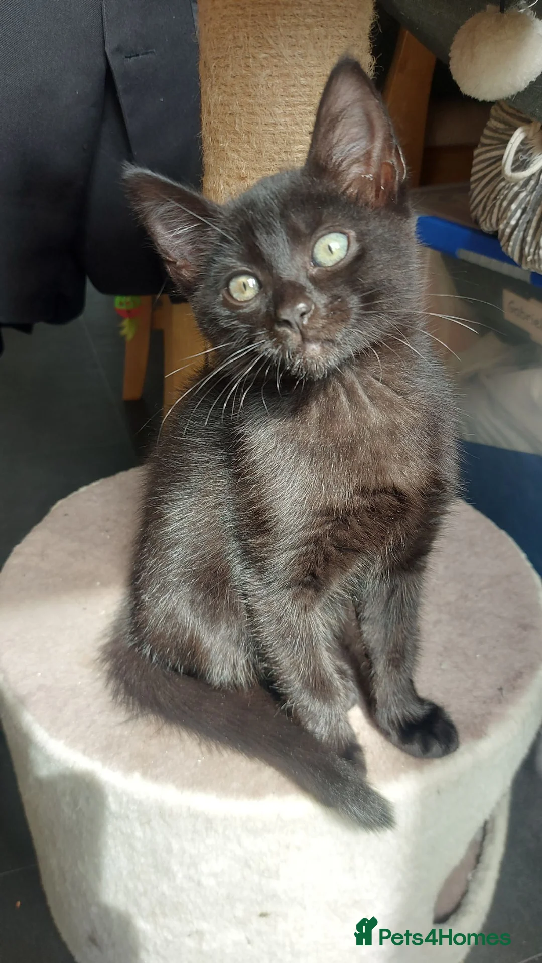 British Shorthair cats for sale: Fluffy black kittens  - Advert 2