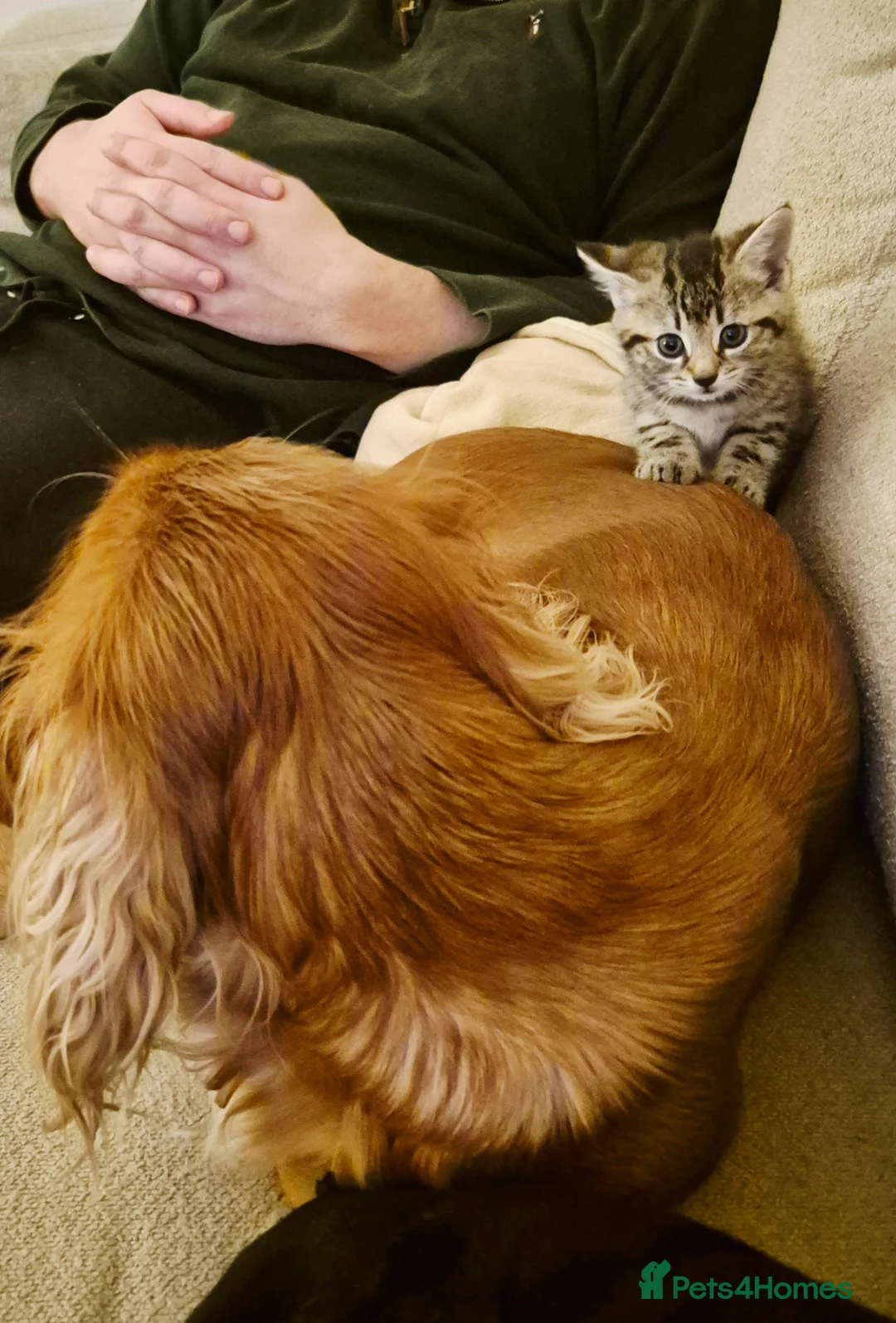 Mixed Breed cats for sale: Barn/House Kittens for Sale  - Advert 5