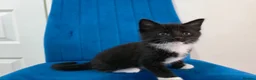 Mixed Breed cats for sale: Kittens for sale  in Reading - Advert 8