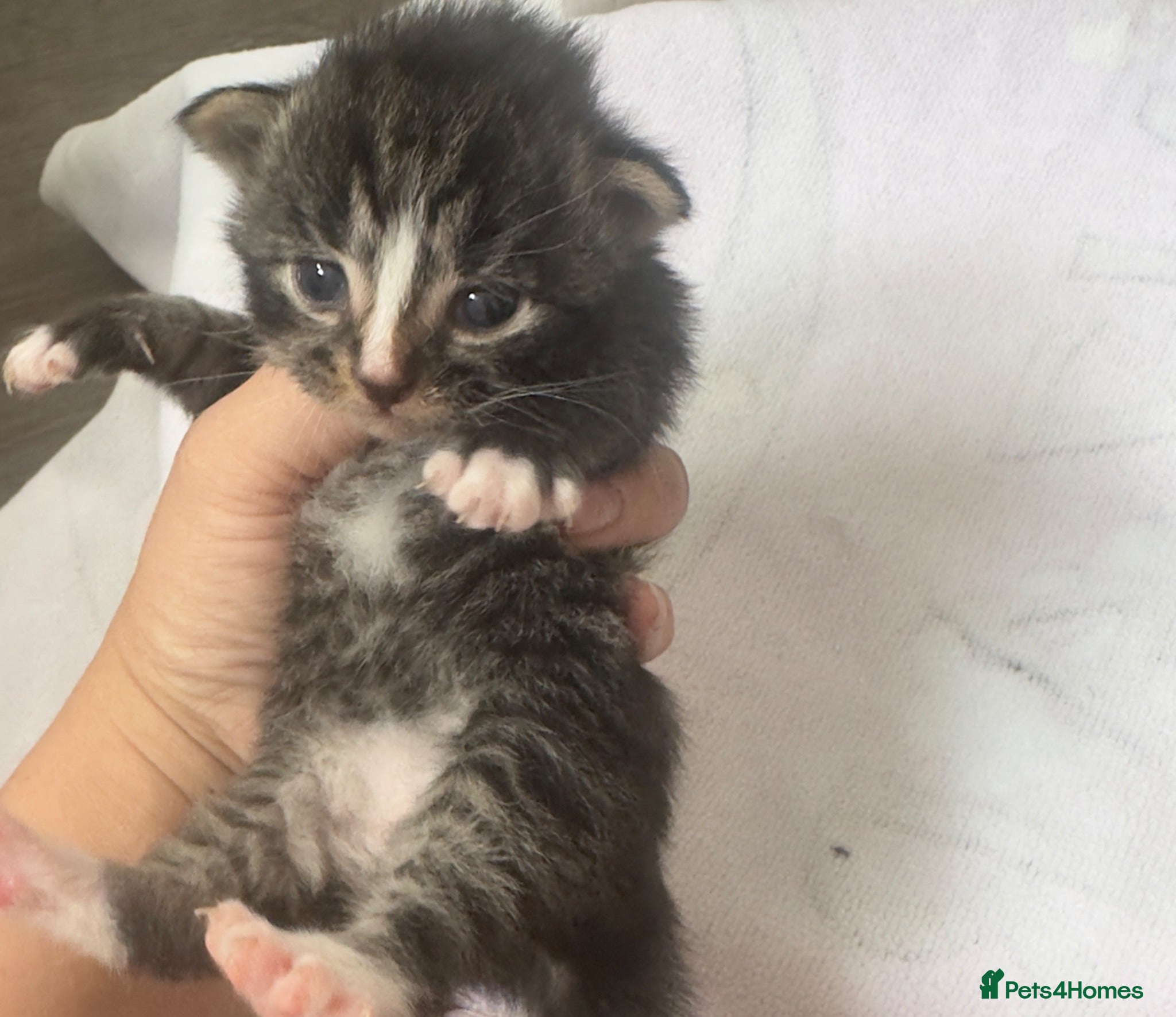 Mixed Breed cats Kitten ready 4th September ! - Advert 7