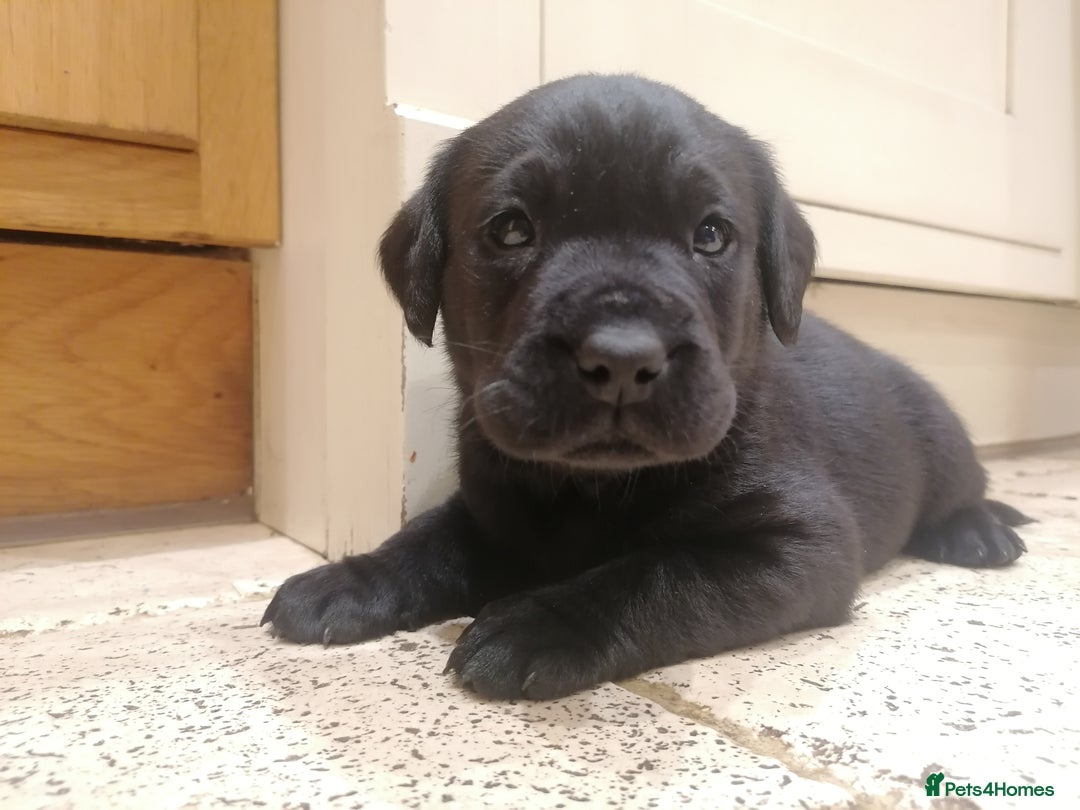 Labrador Retriever dogs for sale: KC registered, FtCH bloodline labradors  - Advert 17