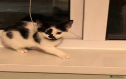 Mixed Breed cats for sale: 2 Kittens for sale[READY TO LEAVE] - Advert 5