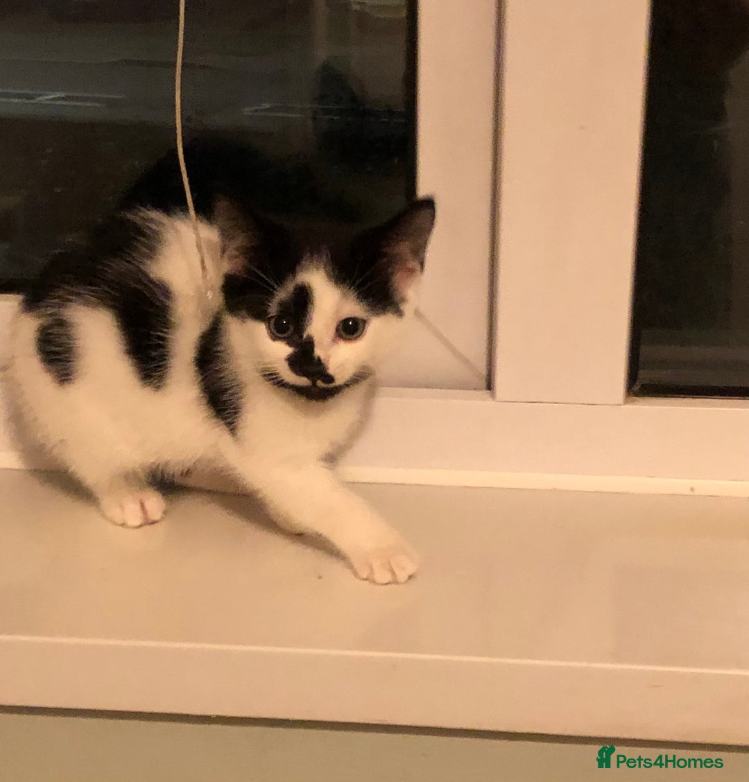 Mixed Breed cats for sale: 2 Kittens for sale[READY TO LEAVE] - Advert 5