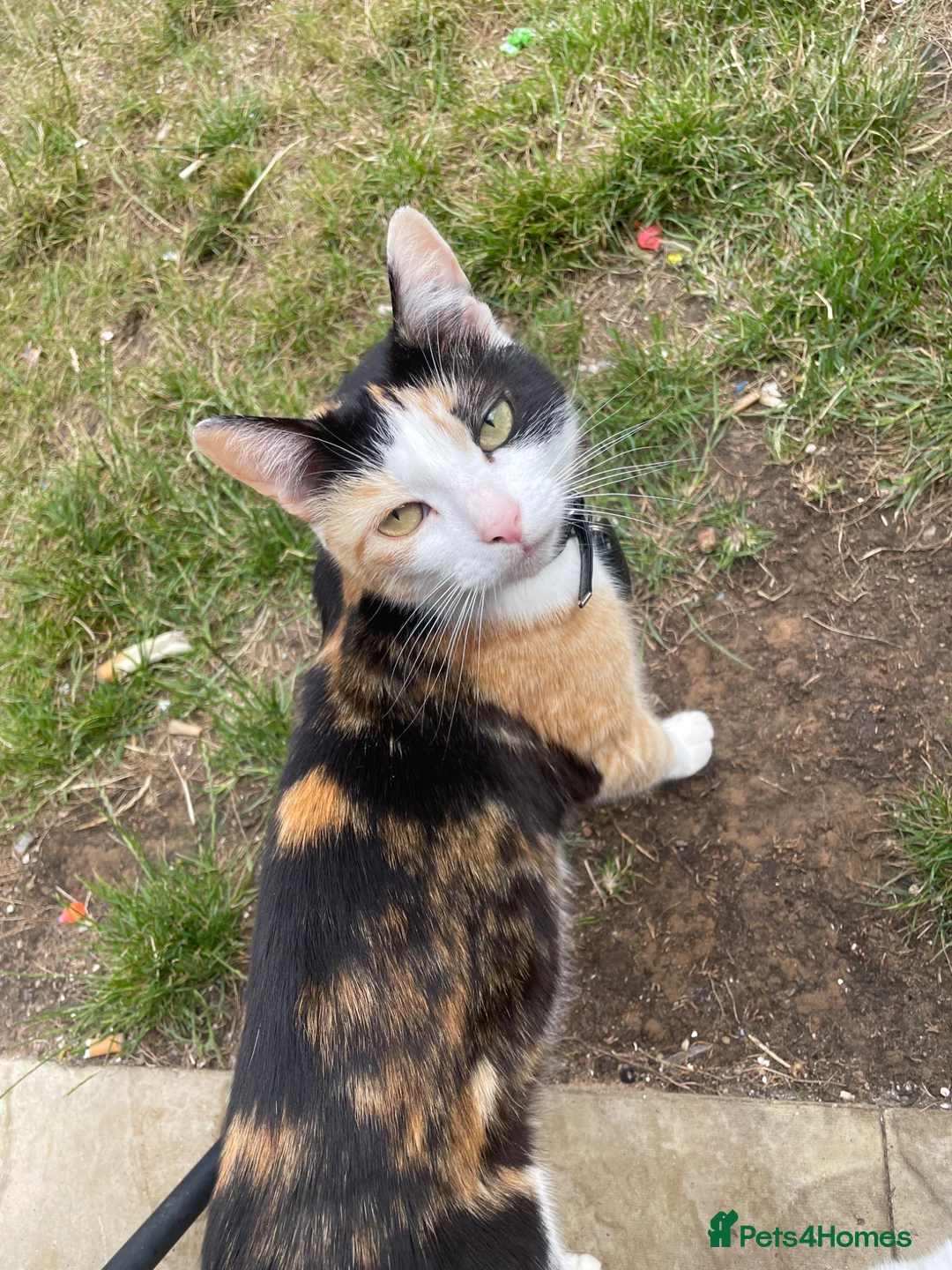 Mixed Breed cats for sale: kittens  in Witham - Advert 1