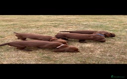 Sprocker dogs for sale: Sprocker pups  - Image 1