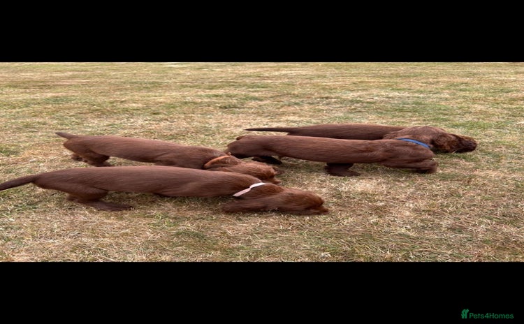Sprocker dogs - Advert 1
