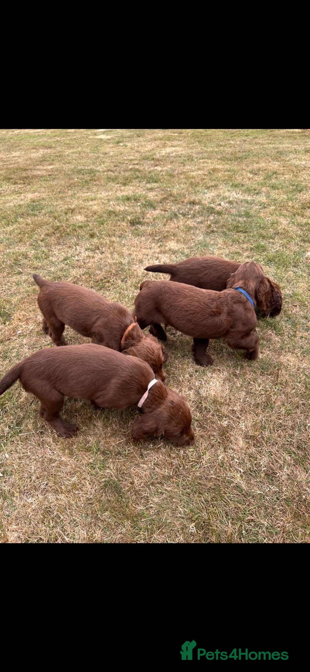 Sprocker dogs for sale: Sprocker pups  - Image 1