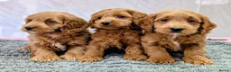 Cockapoo dogs for sale: Licensed breeder, health tested F1 cockapoo pups - Advert 10