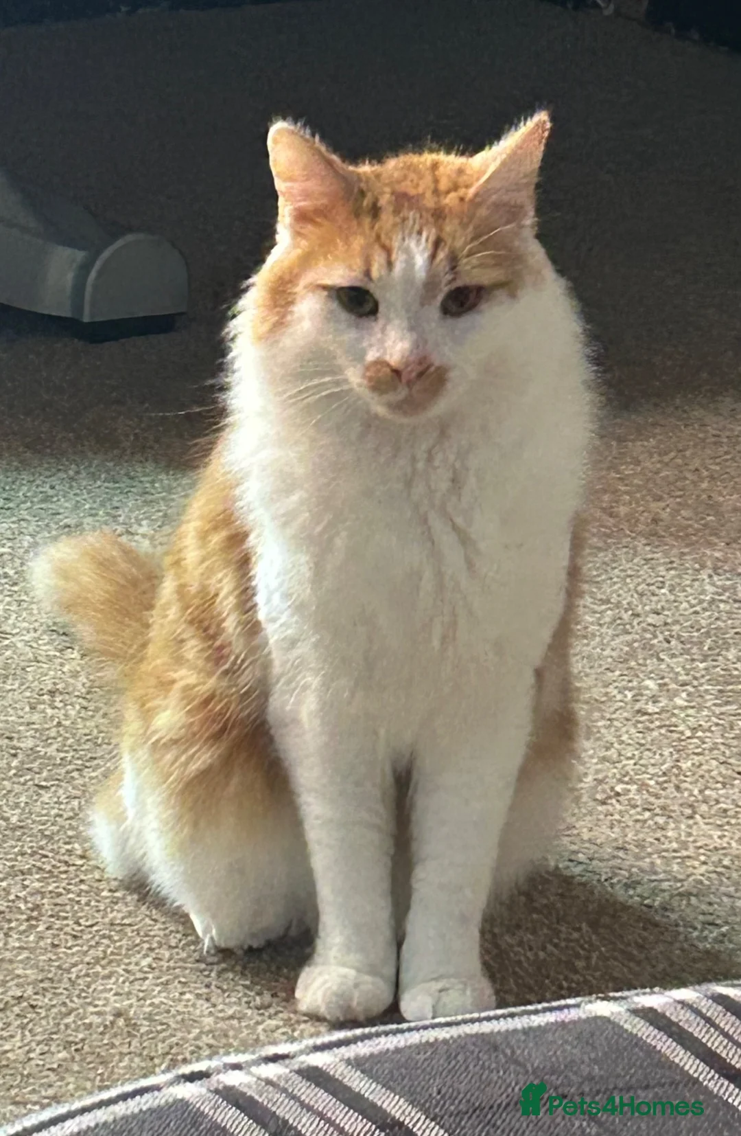 Mixed Breed cats for sale: Desperate home needed (FREE) - Advert 2