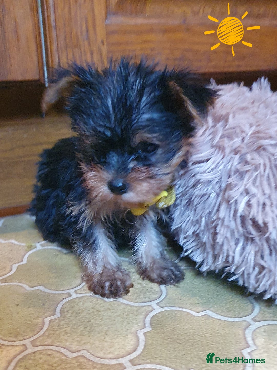 Yorkshire Terrier dogs for sale: Yorkshire terrier puppies 2 girls  - Advert 26
