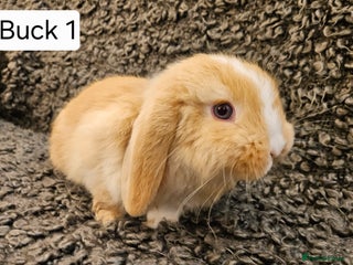 Mini Lop rabbits Mini Lop Rabbits. Ready to Leave on 29.11.25 - Advert 1