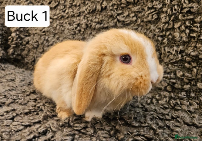 Mini Lop rabbits Mini Lop Rabbits. Ready to Leave on 29.11.25 - Advert 1