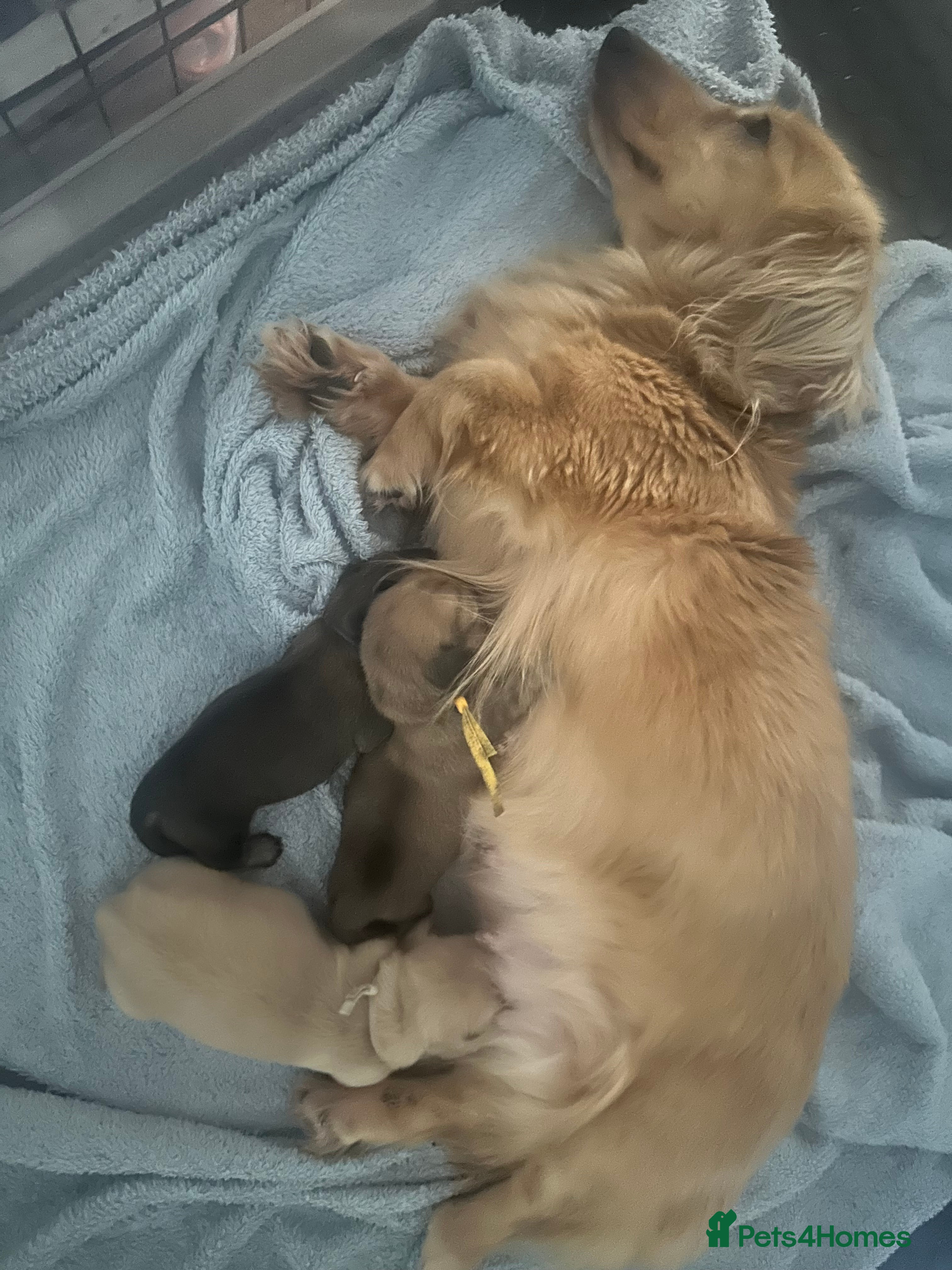 Miniature Dachshund dogs KC REG Miniature LH Dachshund puppies for sale  - Advert 2