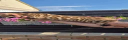 Bengal cats for sale: Pure Bred Bengal Male - Advert 3