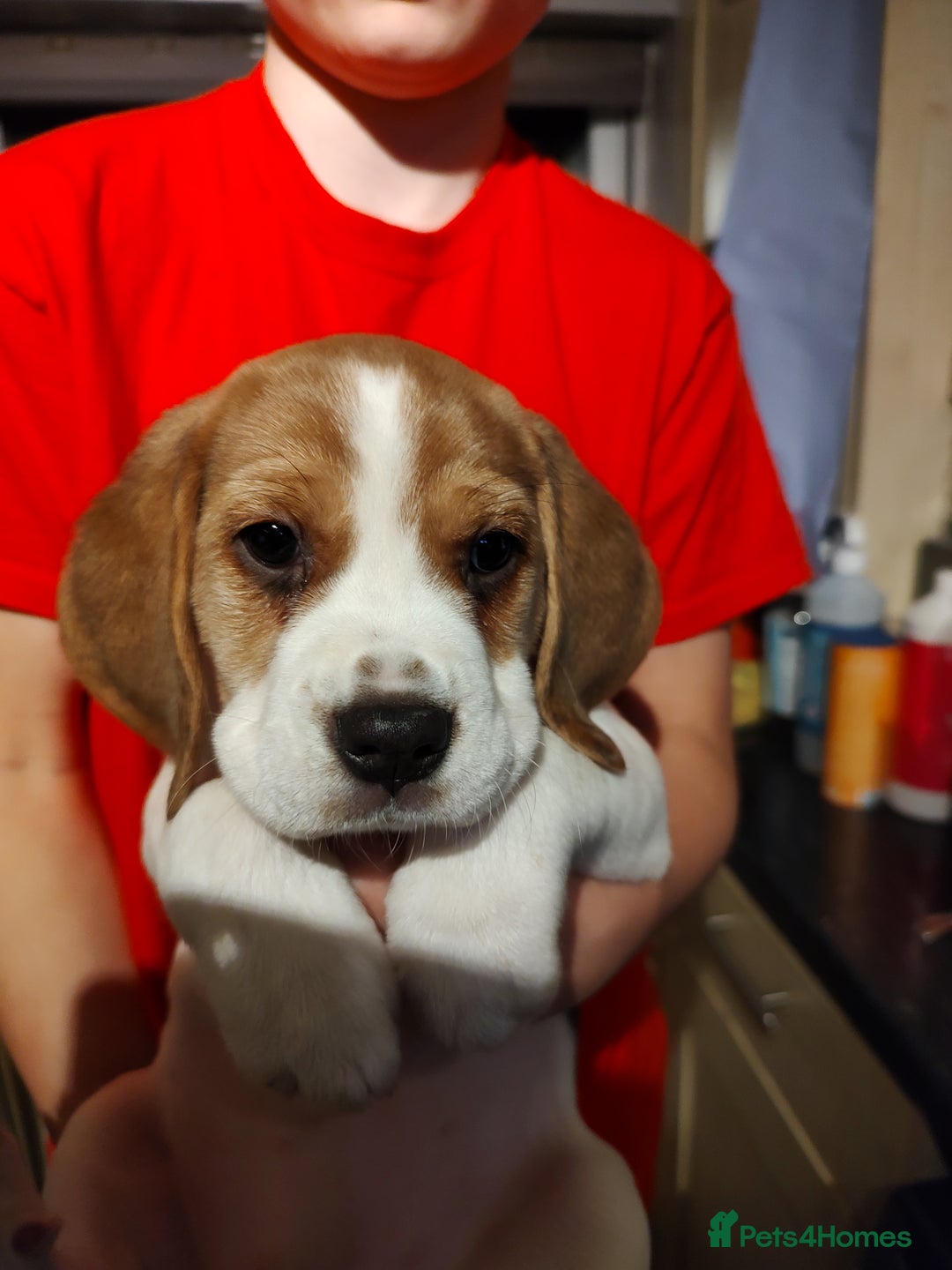 Beagle dogs for sale: Beagle puppy's  - Advert 13