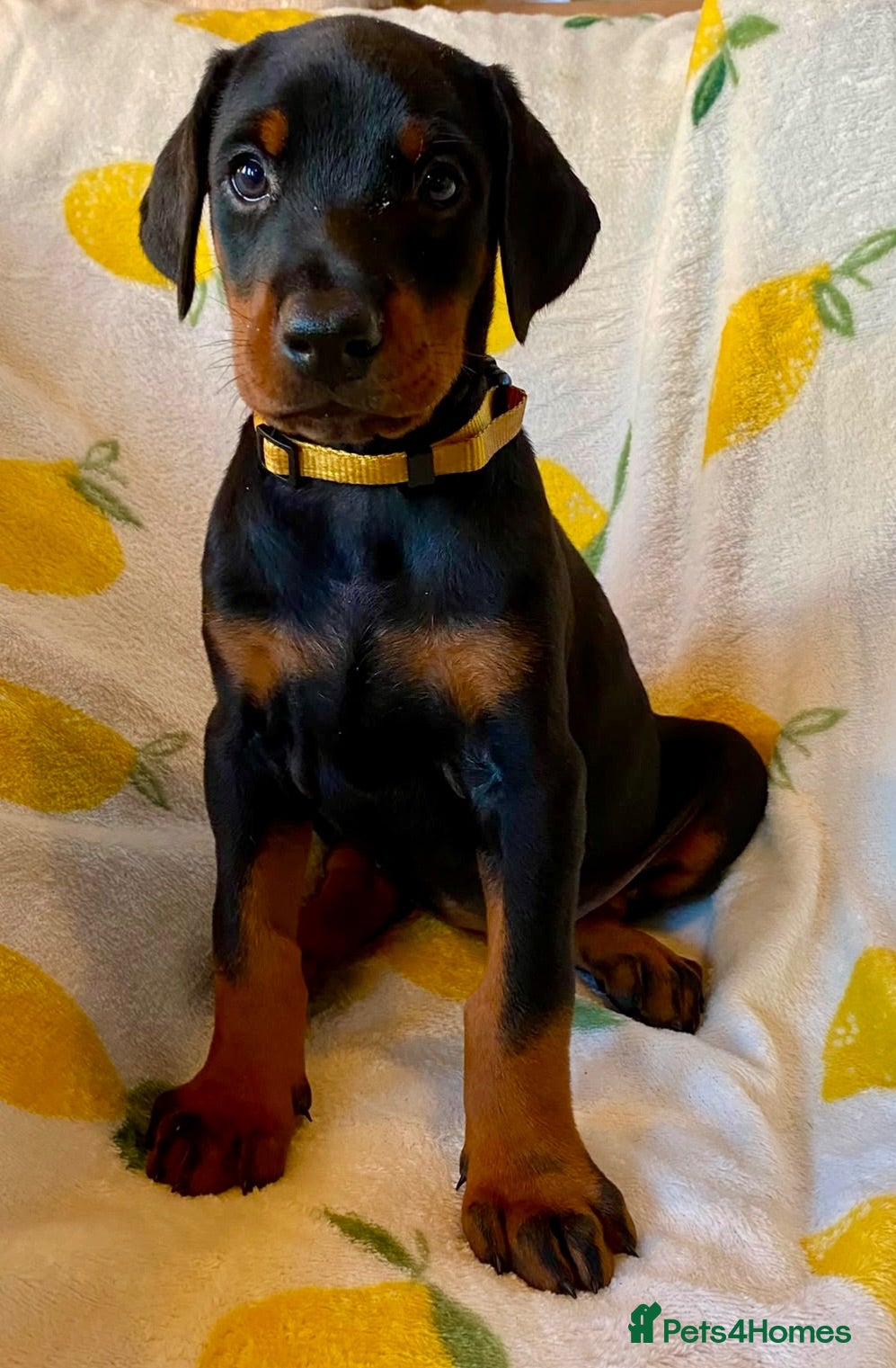 Dobermann dogs Health tested European puppies  - Advert 2
