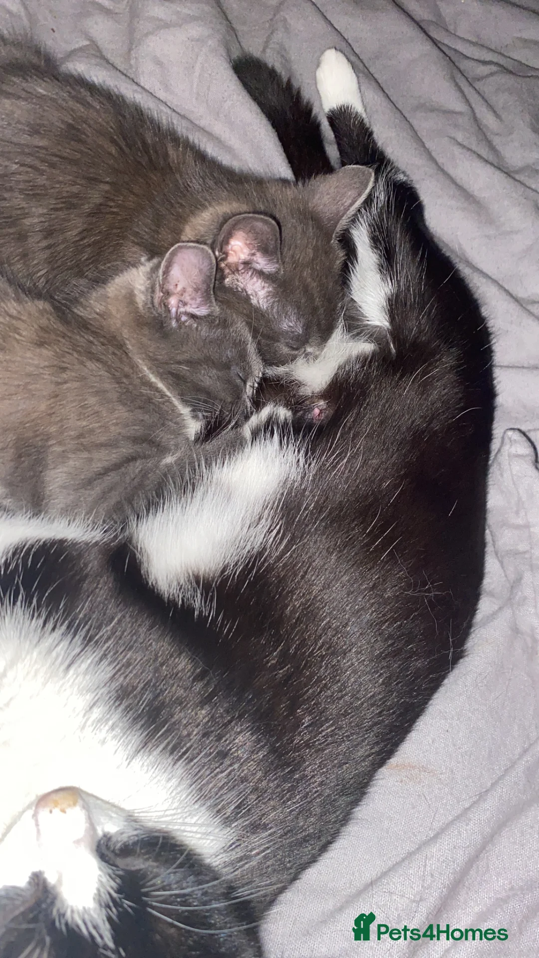 Mixed Breed cats for sale: Kittens for sale  - Advert 8
