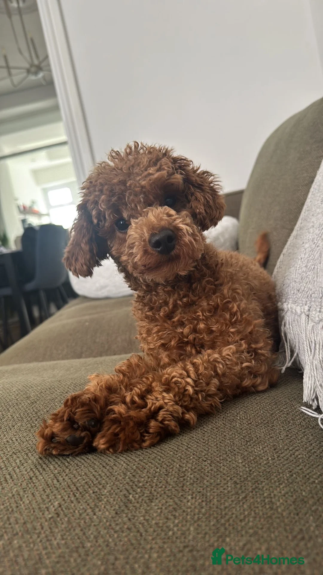 Toy Poodle dogs for sale: Perfect Toy Poodle puppies  - Advert 22