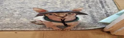 Sphynx cats for sale: Cute sphynx for adoption in Spalding - Advert 4