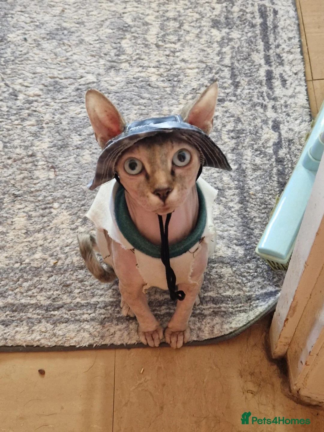 Sphynx cats for sale: Cute sphynx for adoption in Spalding - Advert 4