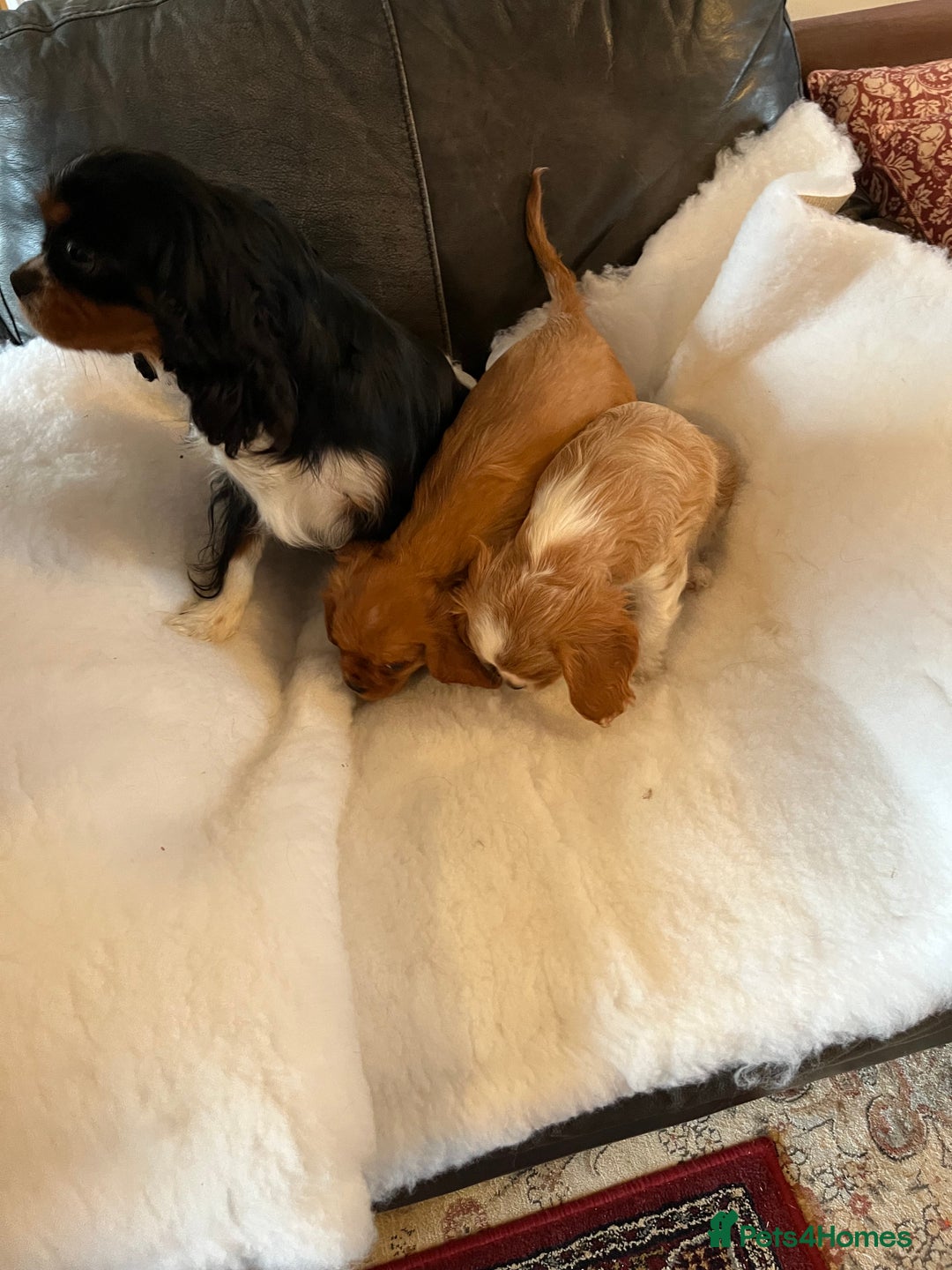 Cavalier King Charles Spaniel dogs for sale: Health tested KC REG cavalier King Charles  - Advert 4