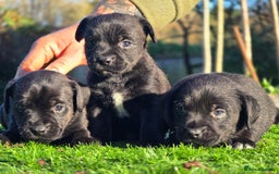 Border Terrier dogs for sale: Border x patterdale.  - Advert 3