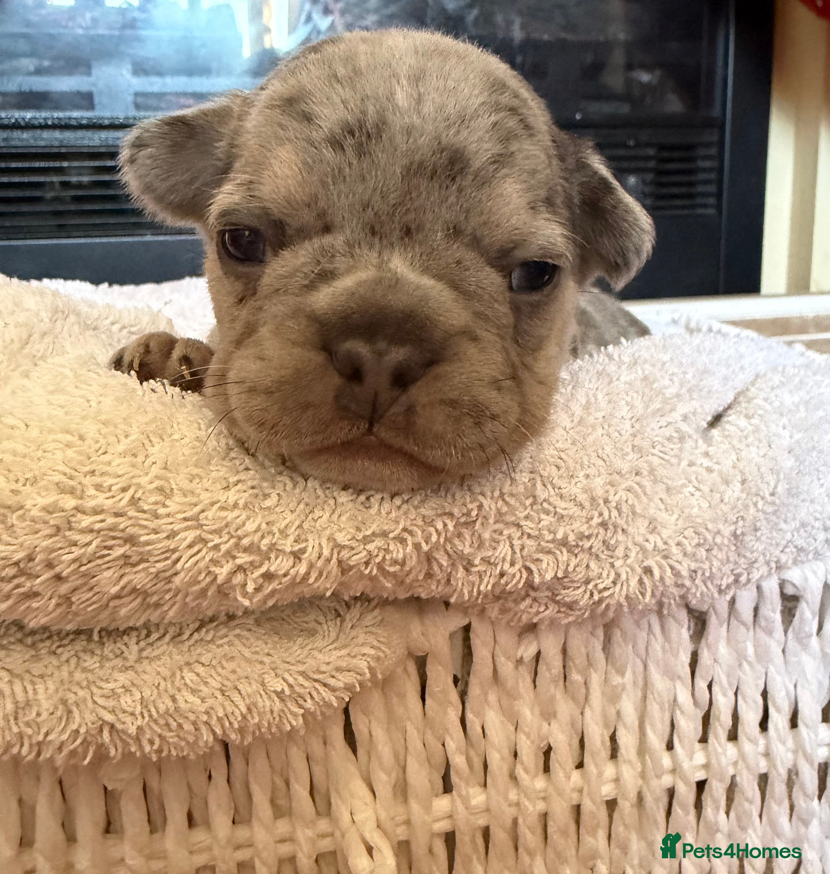 French Bulldog dogs French bulldog puppies  - Advert 2