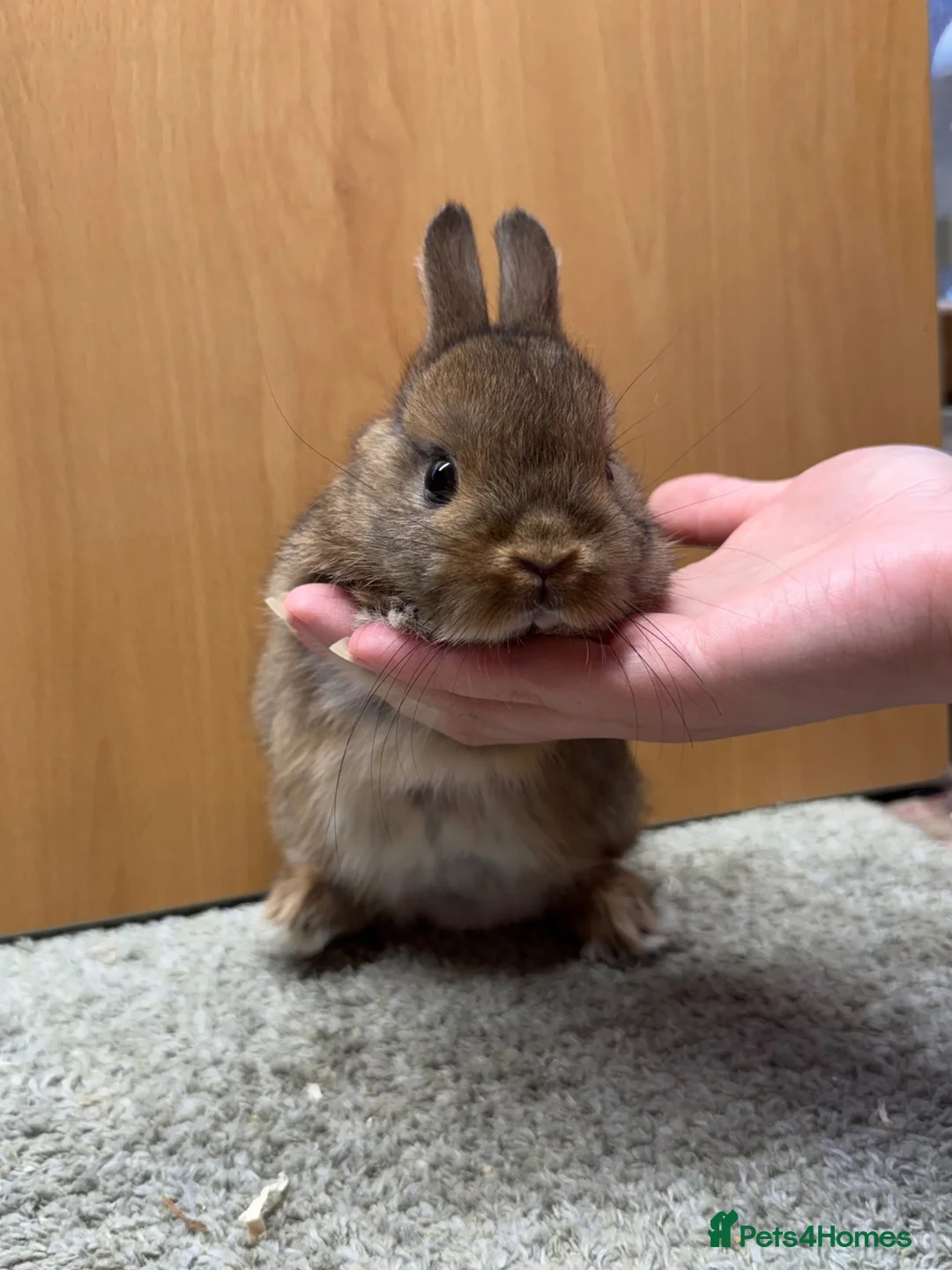 Netherland Dwarf rabbits for sale: Netherland dwarf  - Advert 2