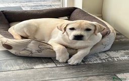 Labrador Retriever dogs for sale: Best behaved Labrador puppy in the world - Image 2