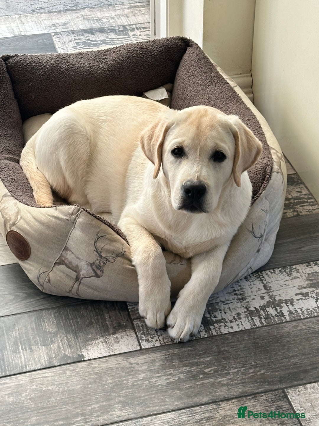 Labrador Retriever dogs for sale: Best behaved Labrador puppy in the world - Image 2