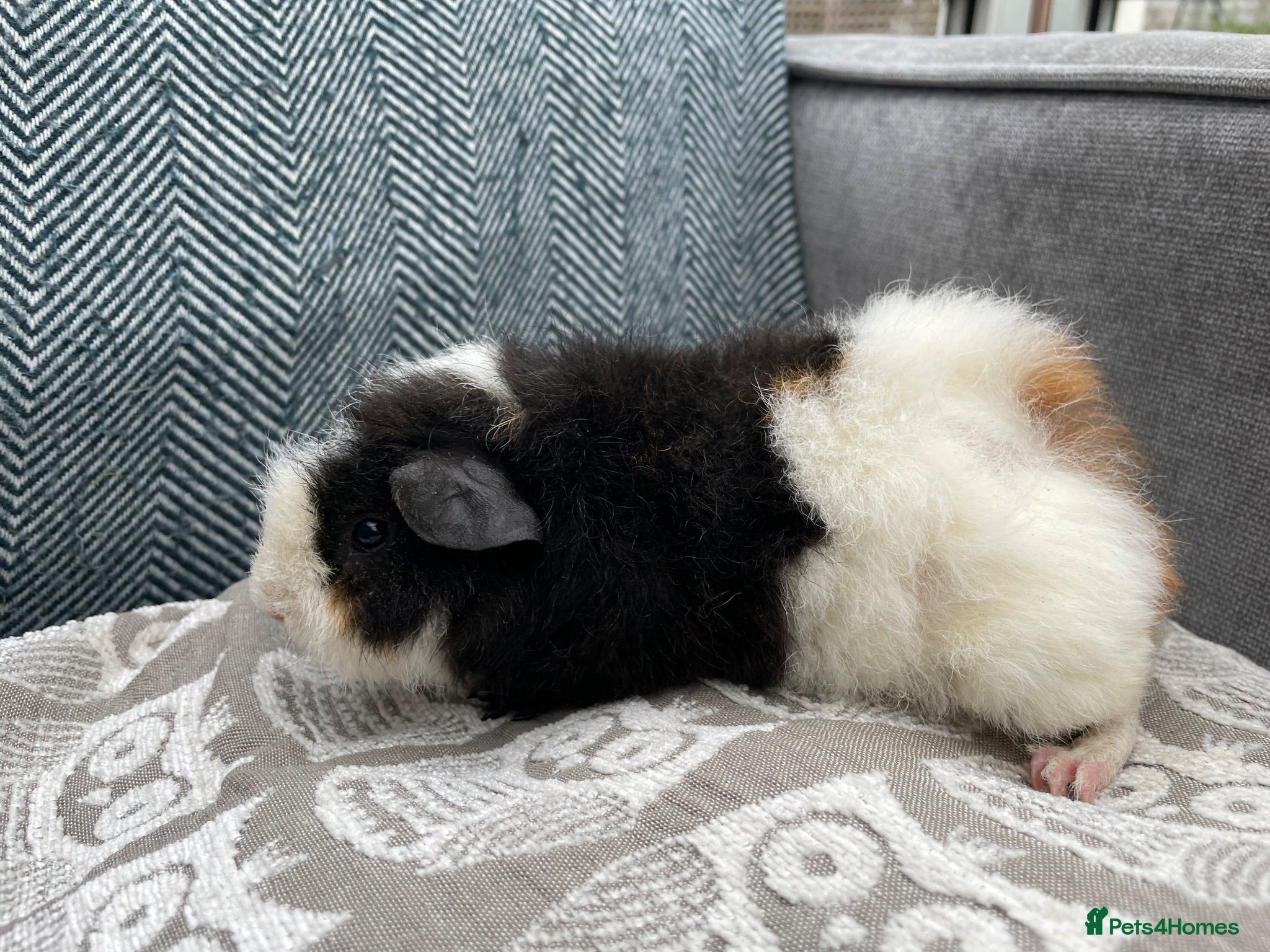 Guinea Pig rodents Tri colour Teddy Girl and Teddy x Swiss Girl & Boy - Advert 2