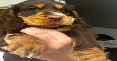 Cocker Spaniel dogs - Advert 3