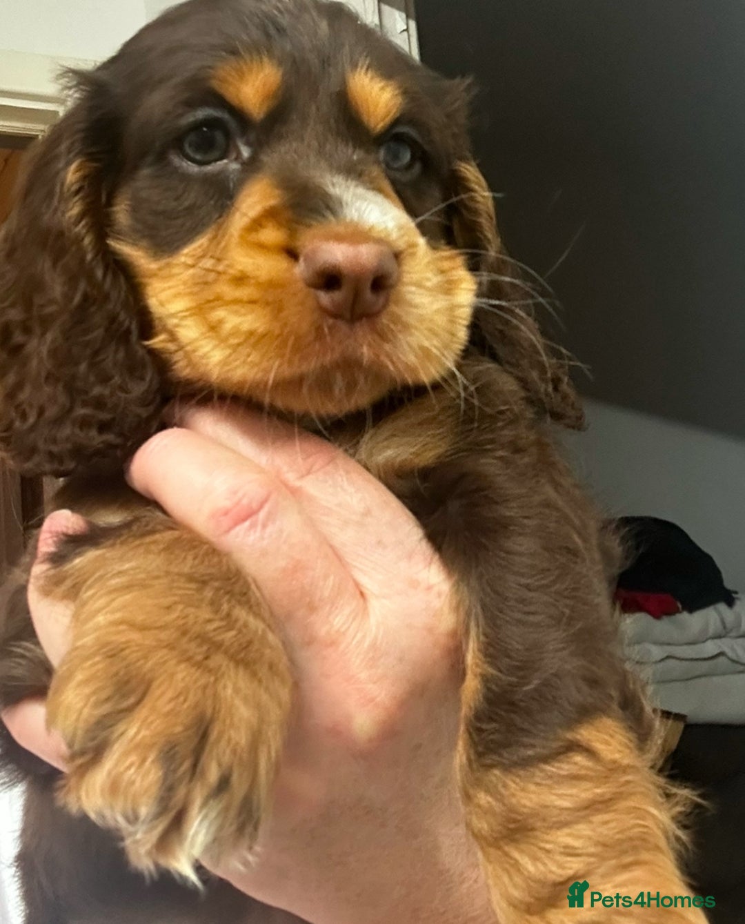 Cocker Spaniel dogs for sale: Five star rating Cocker spaniel puppies ⭐️⭐️⭐️⭐️⭐️ - Image 4