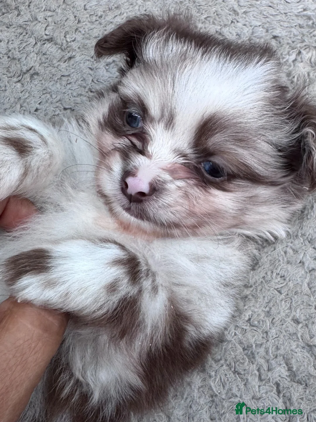 Pomchi dogs for sale: Beautiful Pomchi girl  in Stoke-on-Trent - Advert 11