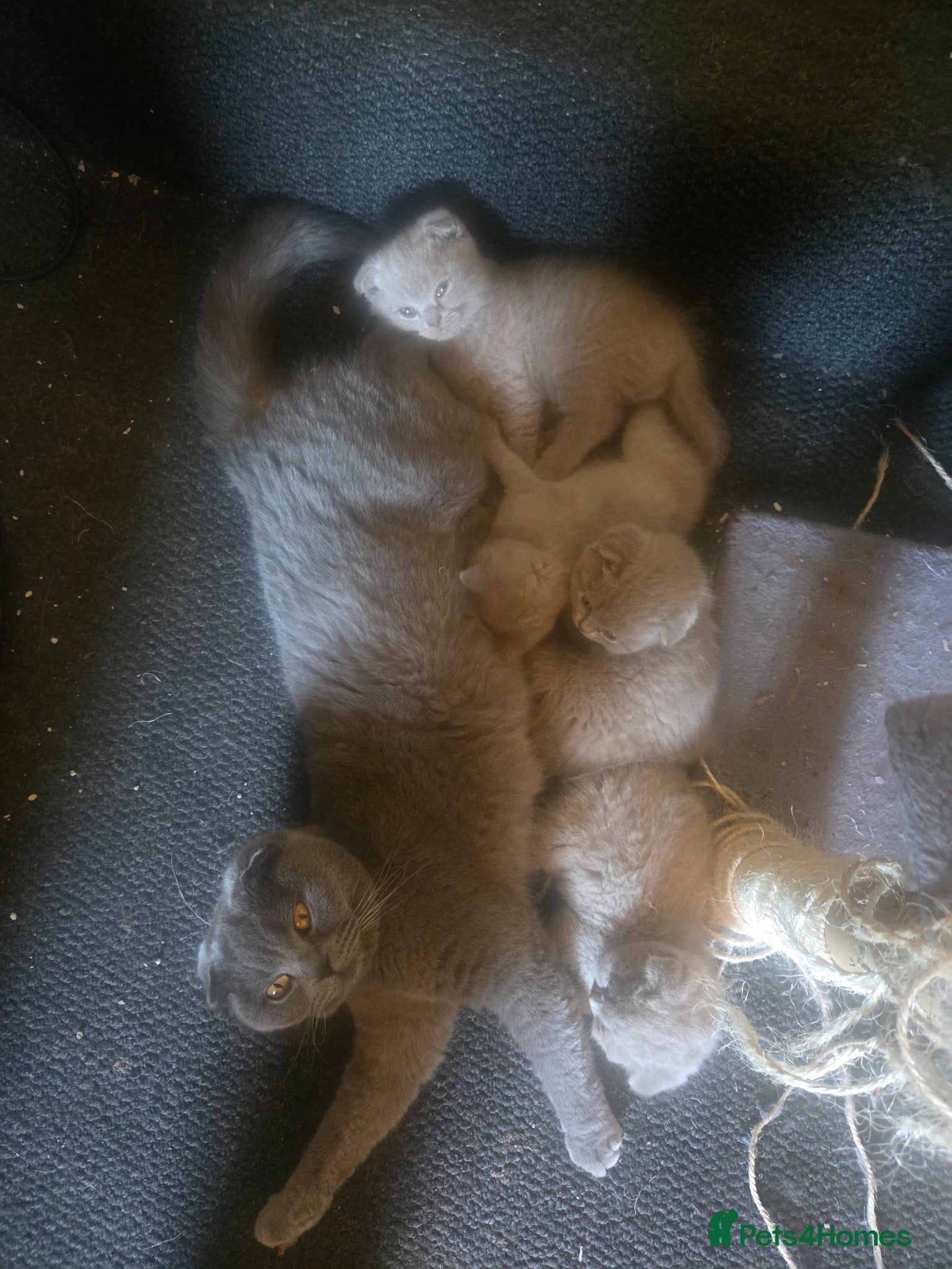 Scottish Fold cats Gorgeous & calm British Blue Scottish Fold kittens - Advert 10