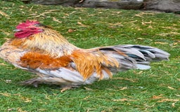 Chickens poultry for sale: 4 VERY HANDSOME HAND REARED SILKY MIX COCKERELS  - Image 11