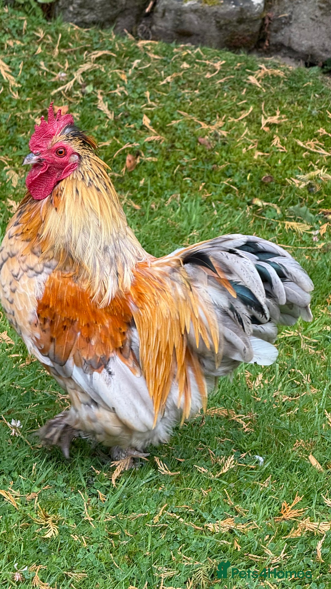 Chickens poultry for sale: 4 VERY HANDSOME HAND REARED SILKY MIX COCKERELS  - Image 11