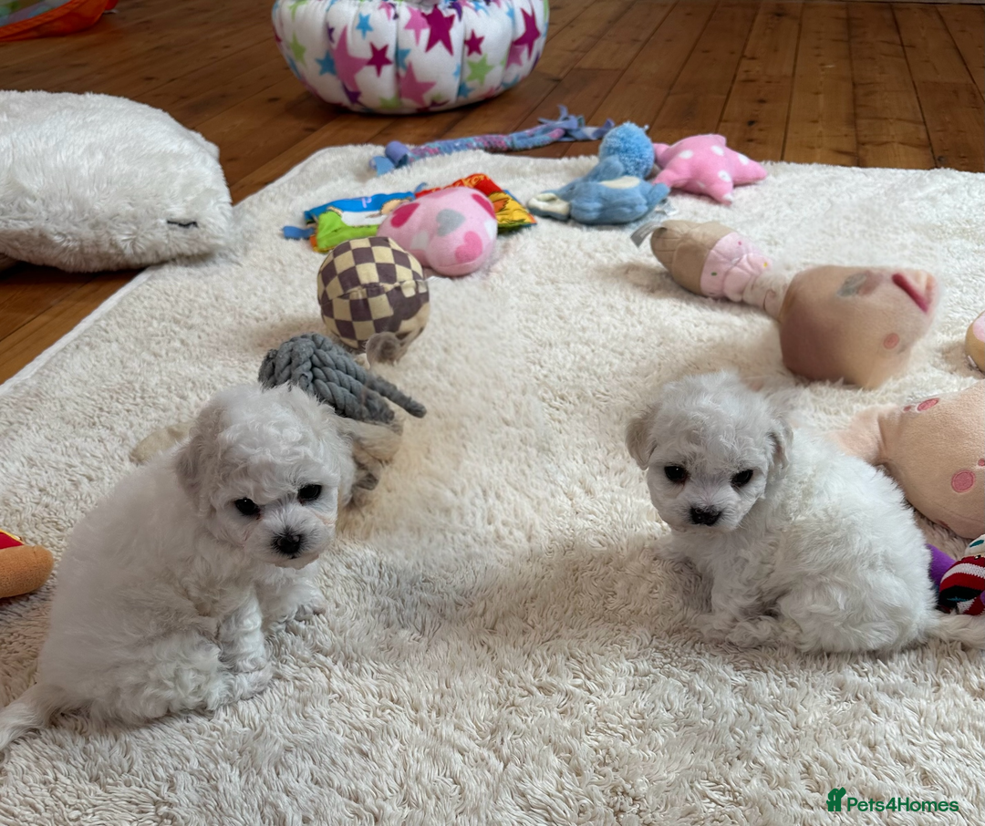 Bichon Frise dogs for sale: KC Registered Pedigree Bichon Frise Puppies - Image 3