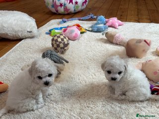 Bichon Frise dogs - Advert 2