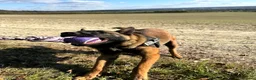 Belgian Shepherd Dog dogs for sale: Belgian malinois  - Advert 20