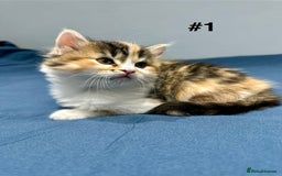 Mixed Breed cats for sale: 4 fluffy girls - Image 5