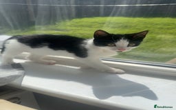 Mixed Breed cats for sale: 11 week old kitten for sale - Image 2