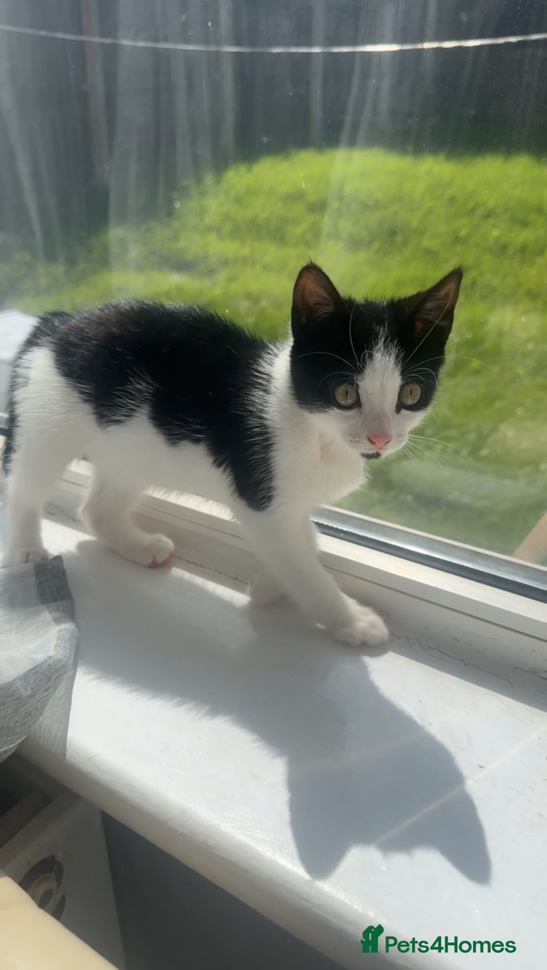 Mixed Breed cats for sale: 11 week old kitten for sale - Image 2